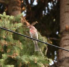 Haemorhous mexicanus