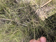 Eleocharis tenuis verrucosa