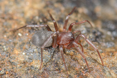Drassinella gertschi