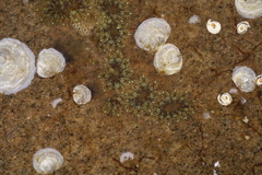 Heteranomia squamula