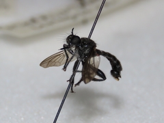 Laphria sicula