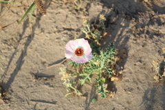 Argemone sanguinea