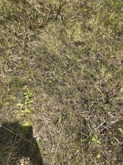 Eleocharis tenuis verrucosa