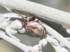 Clastoptera brunnea