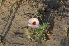 Argemone sanguinea