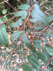 Leucothoe
