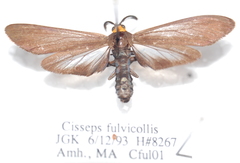 Cisseps fulvicollis