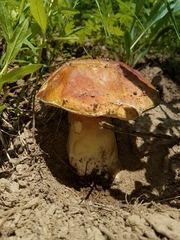 Boletus rubriceps