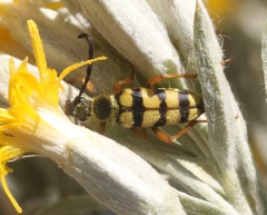 Stenostrophia tribalteata