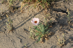 Argemone sanguinea