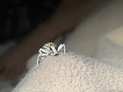 Ophryastes argentatus