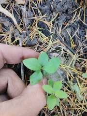 Lysimachia latifolia
