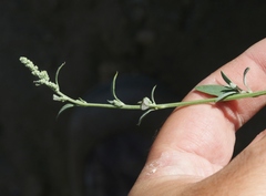Chenopodium atrovirens