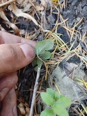 Lysimachia latifolia