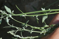 Chenopodium atrovirens