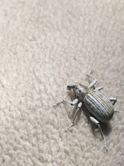 Ophryastes argentatus