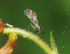 Nasonovia aquilegiae