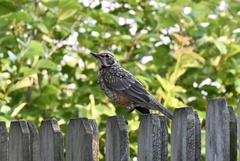Turdus migratorius