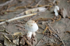 Agaricales