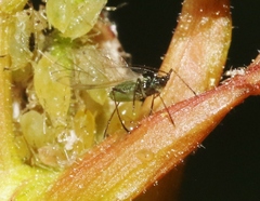 Nasonovia aquilegiae