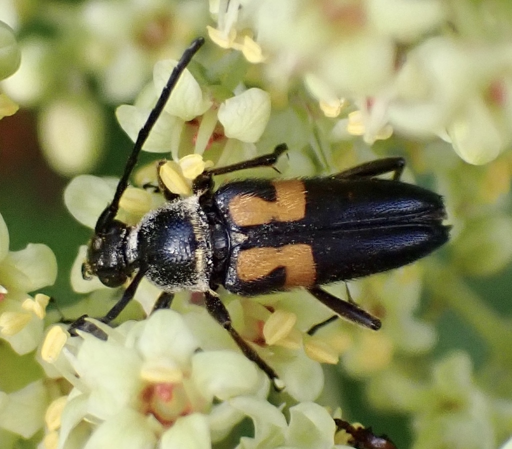 Typocerus lunulatus
