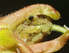 Nasonovia aquilegiae