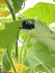 Xylocopa virginica