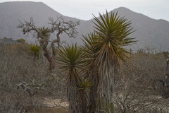 Yucca capensis