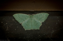 Maxates centrophylla