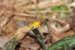 Erythronium rostratum