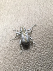 Ophryastes argentatus