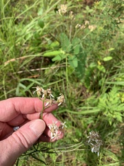 Sericocarpus linifolius