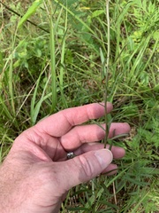 Sericocarpus linifolius