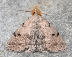 Zanclognatha protumnusalis