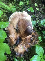 Sarcodon stereosarcinon