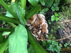 Sarcodon stereosarcinon