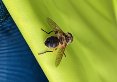 Helophilus lapponicus