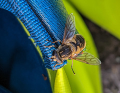 Helophilus lapponicus