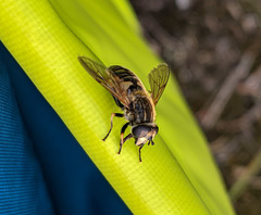 Helophilus lapponicus