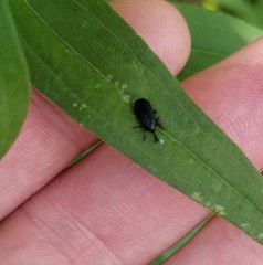 Microrhopala excavata