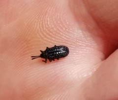 Microrhopala excavata