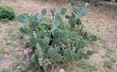 Opuntia cacanapa