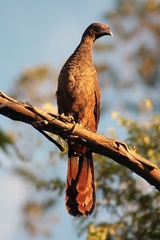 Ortalis squamata