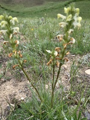 Pedicularis parryi