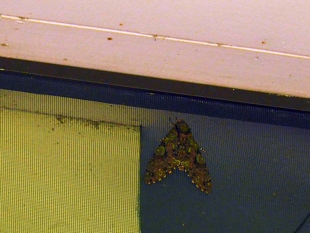 Cocytius beelzebuth