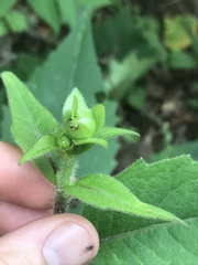 Silphium wasiotense