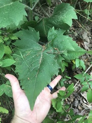 Silphium wasiotense