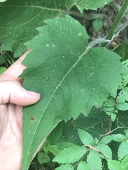 Silphium wasiotense