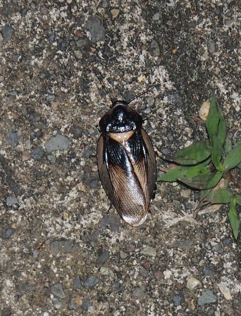 Zetoborinae