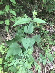 Silphium wasiotense